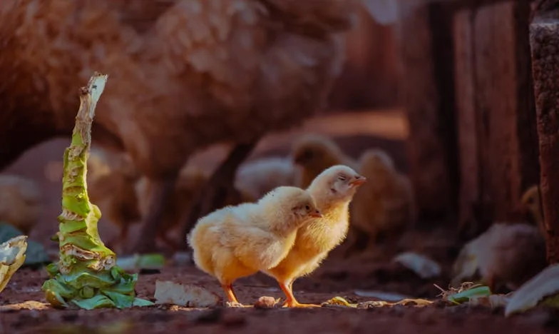 Când adevărul doare mai tare decât minciuna: Povestea mea despre trădare și regăsire