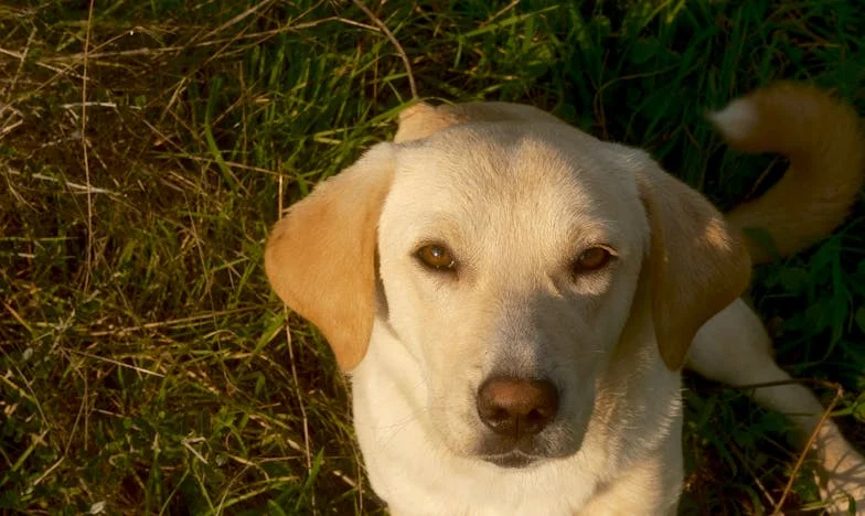 Când am rugat copiii să meargă la bunica: O lecție despre familie și iertare