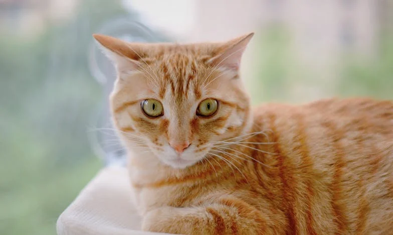 Când tăcerea urlă: Povestea unei mame care luptă pentru fiul și familia ei