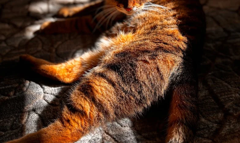 Când trebuie să dispar: Durerea unei bunici din Ploiești