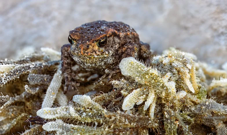 De ce am acceptat să am grijă de nepotul meu: O poveste despre sacrificiu, neînțelegeri și regăsire