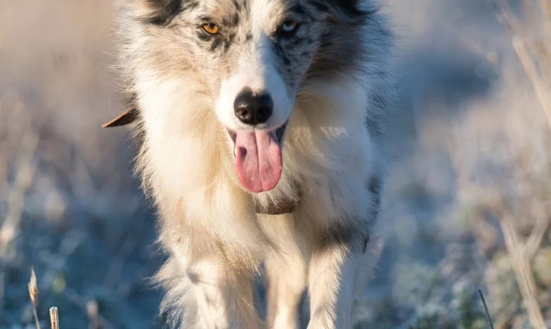 Între două mame: Zmeura amară a unei zgrăbăieli de familie