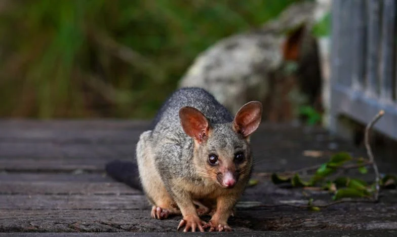 Între Dragoste și Loialitate: Povestea Mea de Mamă și Soacră