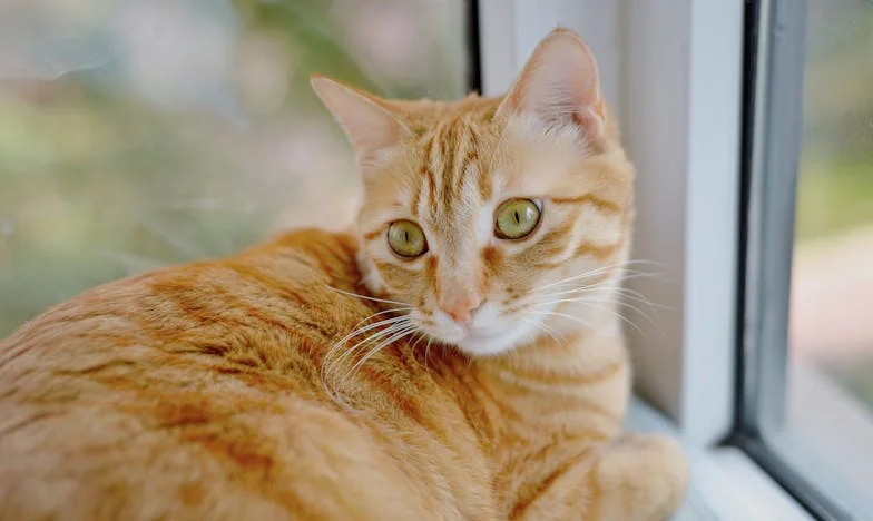 „Nu am forțat-o niciodată să se mărite, nici să aibă copil” – Mărturia unei mame care își privește fiica luptând cu viața de adult