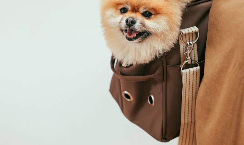 O aniversare care a rupt o familie: Prețul visului unei mame