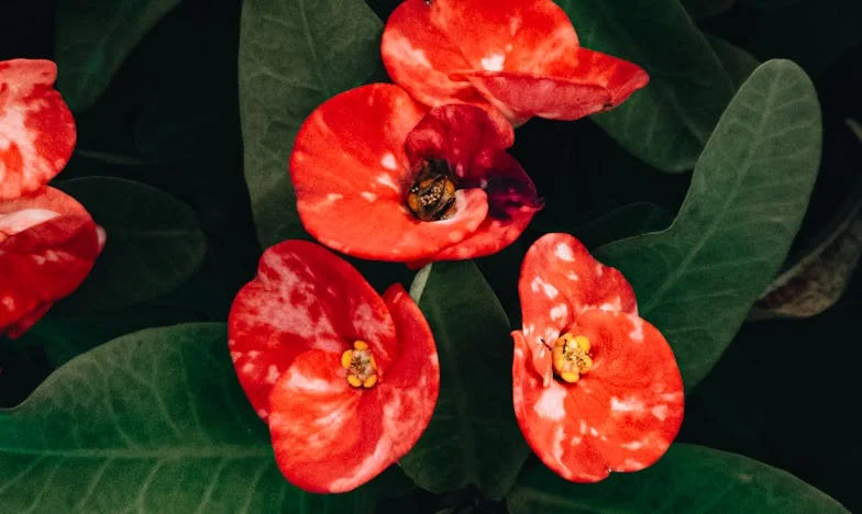 Șaptezeci de ani și o petrecere: Prețul unui vis de mamă