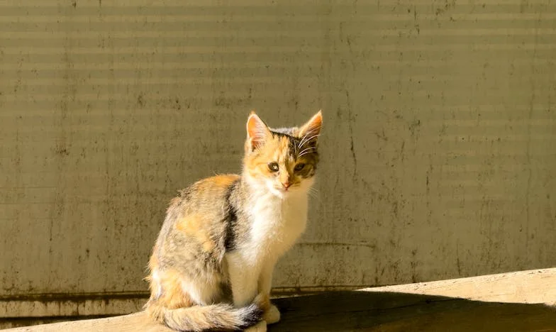 Umbra de pe trotuar și adevărul pe care nimeni nu voia să-l audă: Poveste despre încredere pierdută și curajul de a vorbi