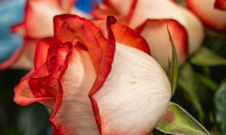 Umbra secretelor din casa noastră