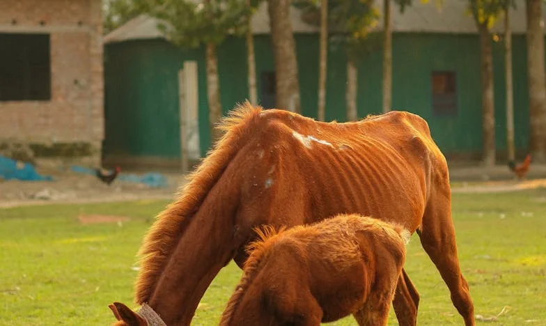 Umbre în casa bunicilor: Povestea unei veri de neuitat