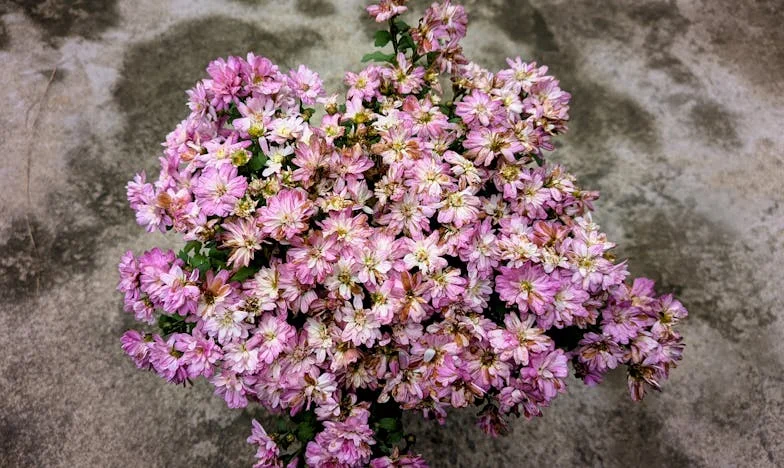 Când dragostea se transformă în război: Povestea mea despre divorț și lupta pentru fiica mea