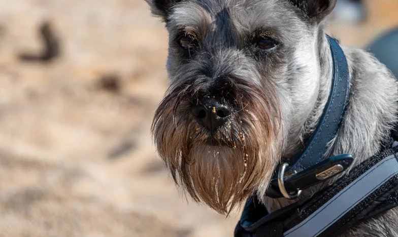 Când mama a spus că vin rudele: Povestea unei împăcări cu sine