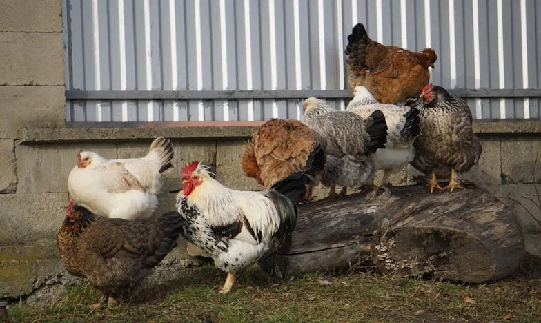 Când soacra devine îngrijitoare: Cinci ani care mi-au schimbat viața