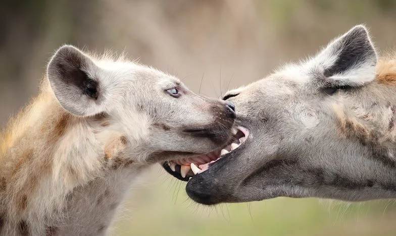 Când tăcerea cade între noi: Povestea unei bunici din București și misterul distanței