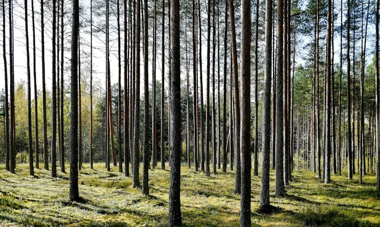 Coroana care mi-a sfâșiat familia: O poveste despre iubire, trădare și iertare