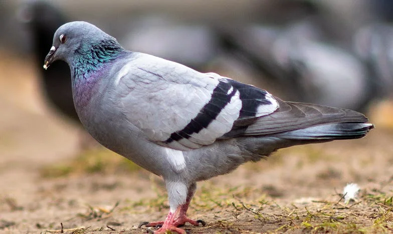 „Dă-i apartamentul fratelui tău, doar sunteți familie!” – Povestea care mi-a sfâșiat inima și familia