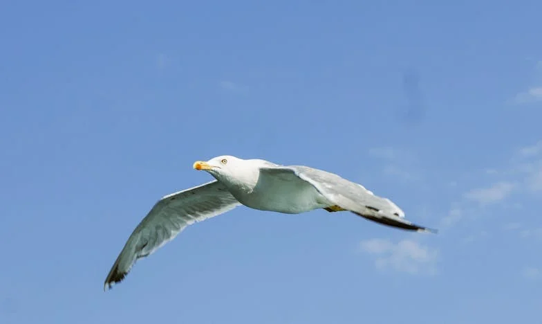 Întoarcerea în sat: Patruzece ani de tăcere și o singură întrebare