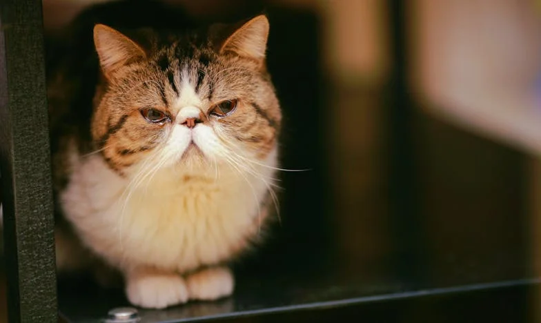 Între două lumi: Povestea unei mame și a fiului său rămas singur