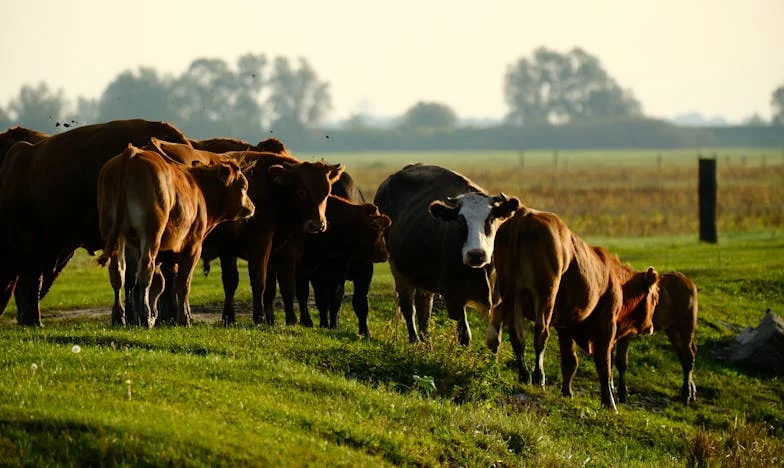 La cincizeci de ani am aflat că voi fi mamă: povestea unei alegeri împotriva tuturor