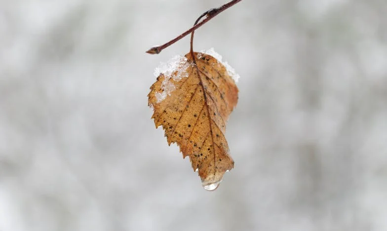 La masa cu părinții mei, care nu m-au recunoscut – O poveste românească despre identitate și iertare
