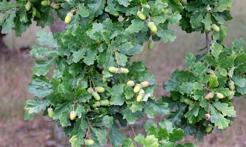 Nu am fost invitată la nuntă, dar acum trebuie să le dau casa: Povestea unei mame românce