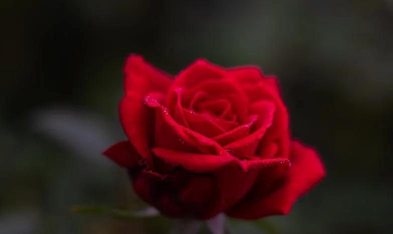 „Să-mi plătești să-ți fiu mamă?”