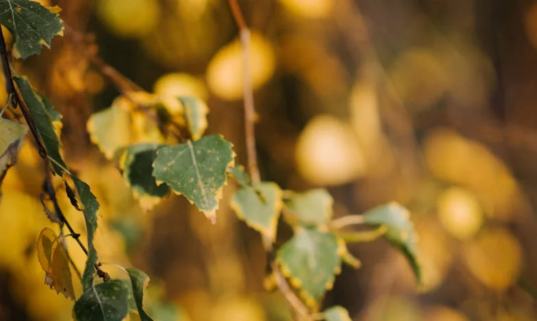 „Să vii cu copiii, dar să nu uiți portofelul”: Povestea unei bunici între dorința de familie și realitatea interesului