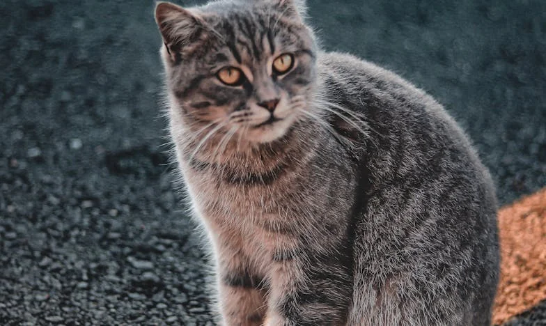 Telefonul care mi-a zguduit lumea: Întoarcerea tatălui după douăzeci de ani