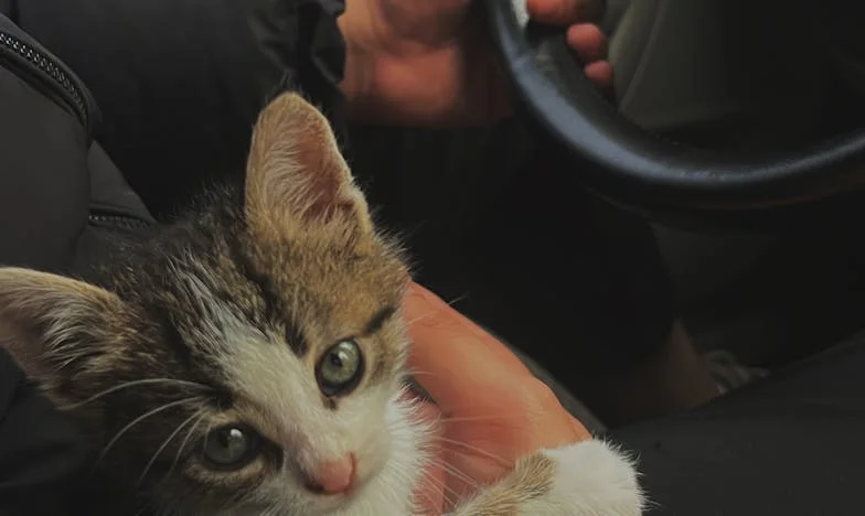 Umbre peste masa de duminică: Povestea unei mame între două generații