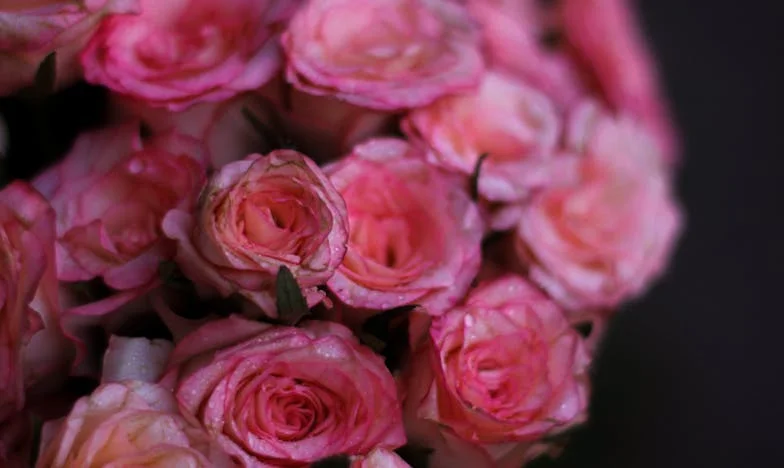 Umbrele din casa noastră: O poveste despre secrete, iertare și curaj