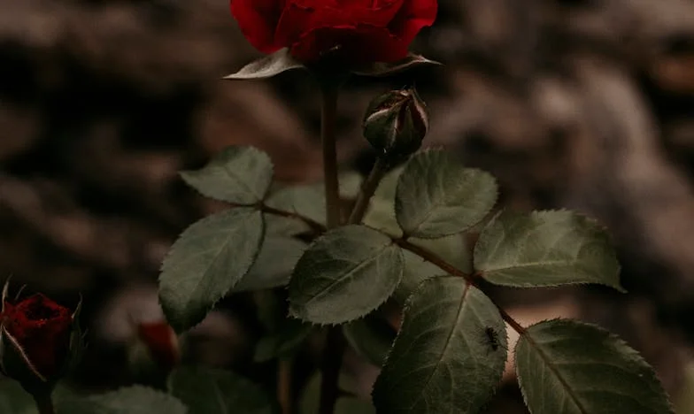 Unde se termină dragostea de mamă?