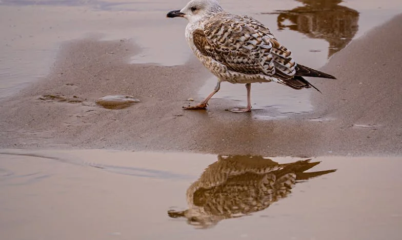 Viața în umbra socrului – Povestea unei nurori din România