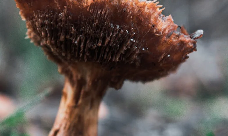 „Vrei să vinzi casa, mamă?” – Povestea unei mame între trecut și viitor