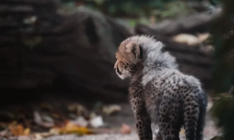 Când casa nu mai e acasă: Povestea unei despărțiri care nu s-a întâmplat