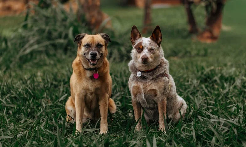 Când copilăria ne desparte: Povestea unei prietenii pierdute