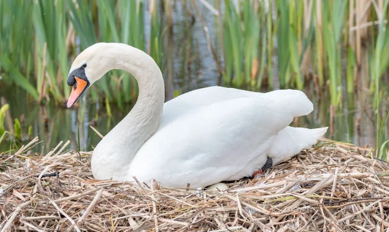 Când Cuibul S-a Goluit: Povestea Unei Mame Între Doliu și Regăsire