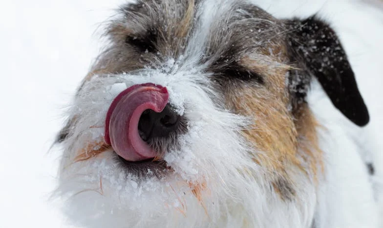 Dispariția din Munții Apuseni: Povestea care mi-a sfâșiat familia