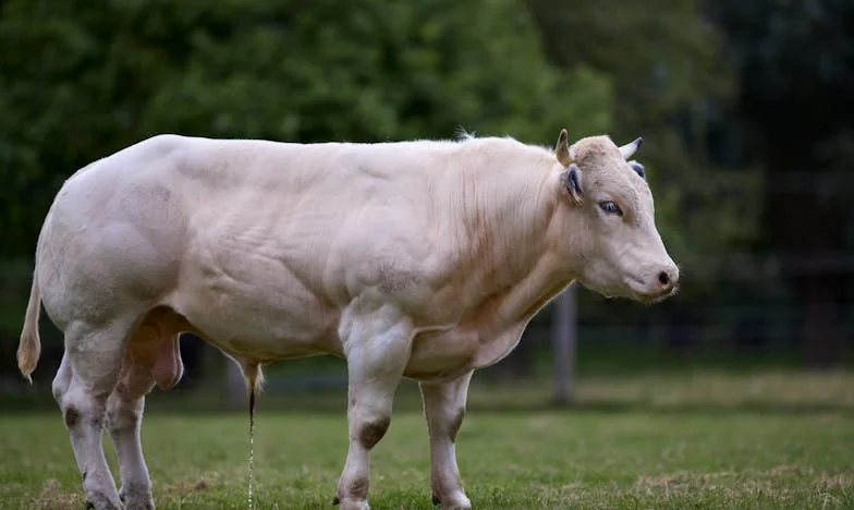 Nu-mi sacrific viața pentru greșelile altora – Povestea Elisabetei și lupta pentru propria casă