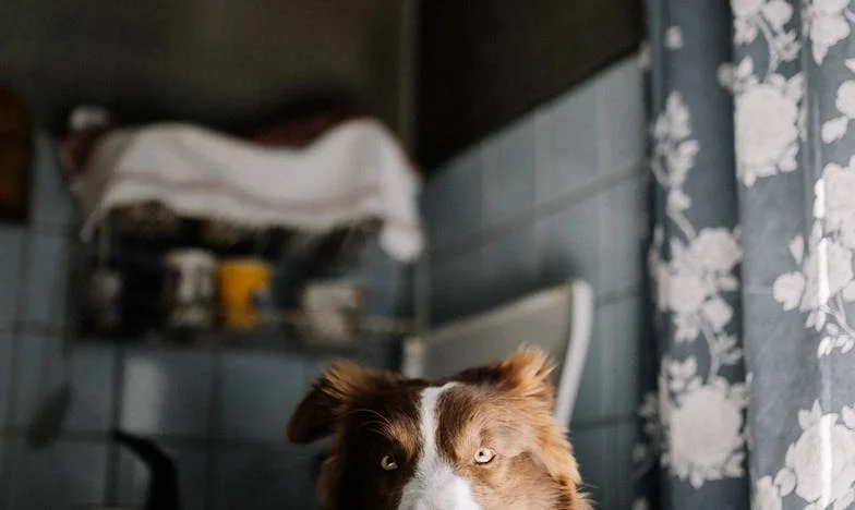 Slujitoare în propria mea casă – Povestea unei vieți frânte între datorie și visuri