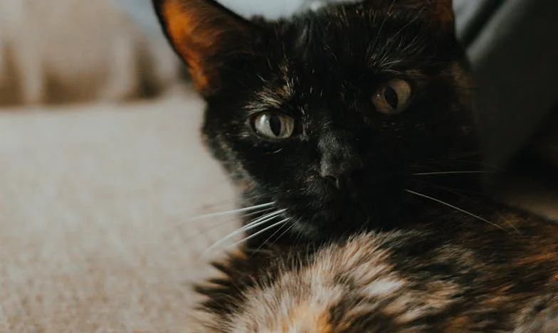 Ultima mărturie a Anei: O mamă între iubire, boală și disperare