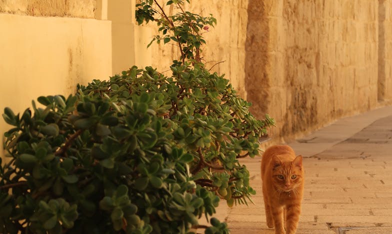 Umbra din casa noastră – Povestea Mariei între tăcere și adevăr