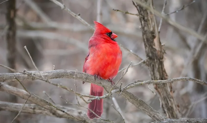 Umbra unei rochii de mireasă: Povestea unei mame vitrege din România