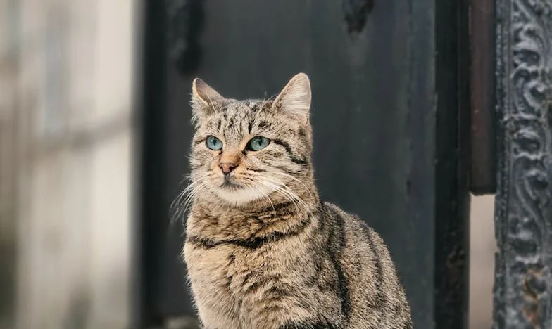 Umbrele din bucătărie: Povestea unei trădări ascunse