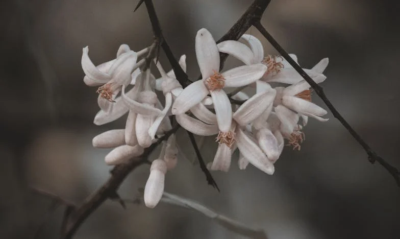 Din cenușă: Povestea Magdei, femeia care a fost alungată pentru că nu putea avea copii