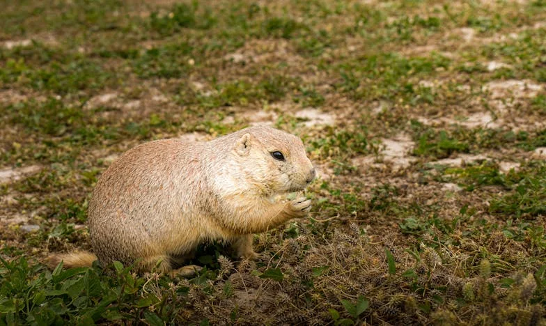 În ziua nunții surorii mele, părinții mi-au cerut apartamentul. Când am refuzat, mama m-a pălmuit… și atunci am decis să mă răzbun