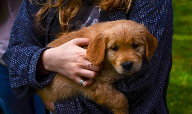 Cheile tăcerii: Cum am pierdut casa în propriul meu apartament