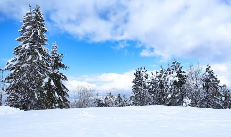 Nu mai veni, mamă – Povestea unei iubiri pierdute între zidurile unei familii