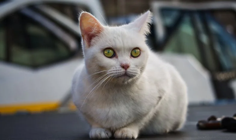 Ultimul răsărit pentru Maria: povestea unei mame care și-a pierdut copilul pentru a salva alte vieți