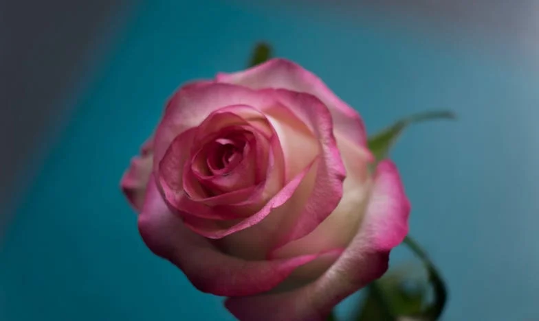 Am plecat din casa soțului meu: între curaj și disperare