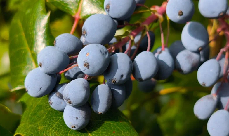 Cât de mult înseamnă prea mult? Povestea mea cu Ella și obsesia economisirii