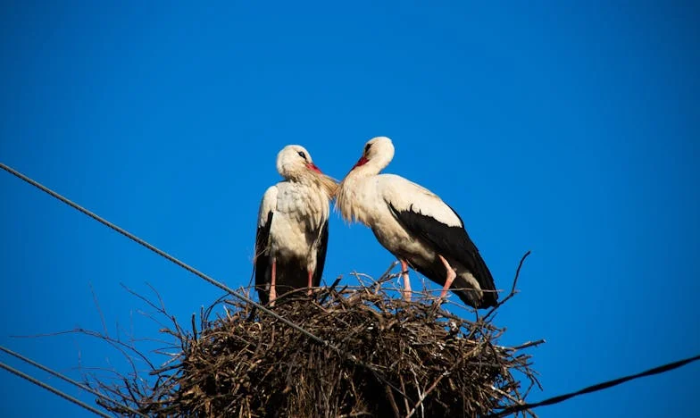 Duminica în care totul s-a prăbușit: Un secret care nu putea fi ascuns